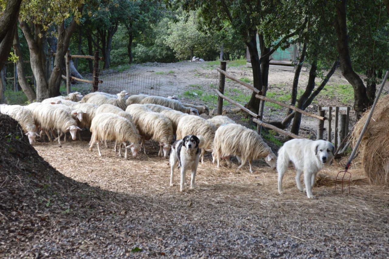 Bellavista Βίλα Seggiano Εξωτερικό φωτογραφία